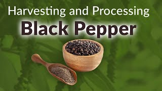 Harvesting and Processing of Black Pepper [upl. by Silrak858]