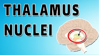 The Thalamus [upl. by Luckett]