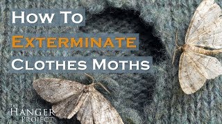 How To Exterminate Clothes Moths 🦋  Kirby Allison [upl. by Harolda]