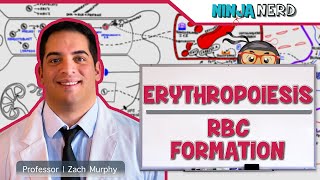 Hematology  Erythropoiesis Red Blood Cell Formation Part 1 [upl. by Pavlov732]