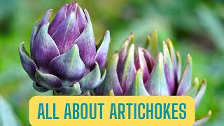 All About Artichokes [upl. by Koziarz316]