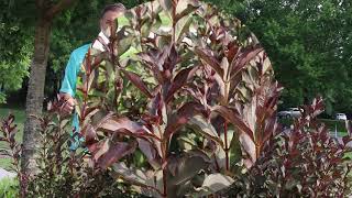 Weigela Weigela florida  Plant Identification [upl. by Ronacin438]