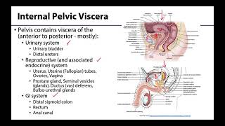 Pelvic Viscera Peritoneum  Learning Objectives [upl. by Ariaes]