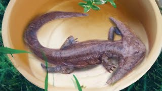 10 Prehistoric Creatures Recently Discovered [upl. by Eecak]