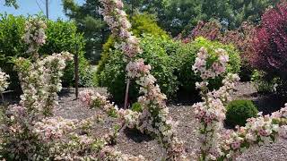 SONIC BLOOM® Pearl Weigela  Garden Crossings [upl. by Constancy71]