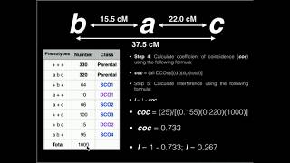 Genetics Linkage Problem 1 Map Distance Coefficient of Coincidence and Interference [upl. by Joo]