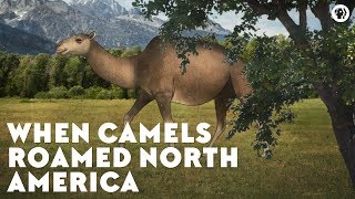 When Camels Roamed North America [upl. by Elcin]