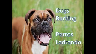 🐕🐶DOGS BARKING to Make your Dog Bark 11 Dog Breeds Barking Sound Effects HD and Puppies [upl. by Satterlee]