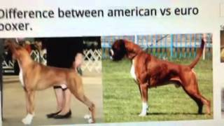 THE DIFFERENCE BETWEEN AMERICAN VS GERMAN BOXERS [upl. by Aileno]