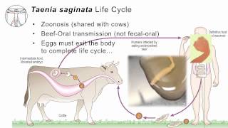 Helminths T saginata [upl. by Glogau]