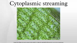 Cytoplasmic streaming [upl. by Buller]