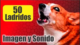 50 PERROS LADRANDO FUERTE para MOLESTAR A PERROS Y GATOS el mejor Sonido 📢 🐾 [upl. by Necyrb]