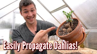 Propagating Dahlias really is EASY [upl. by Assirroc]