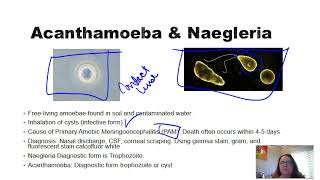 Acanthamoeba and Naegleria [upl. by Gleda]