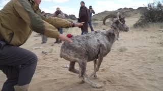 Wildlife of the Mongolian Steppe [upl. by Maurise]