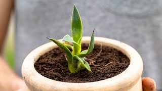 How to RePot Agave Babies [upl. by Burgess]