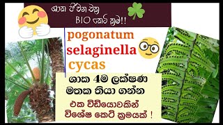 Biology  Life cycle of Cycas Nephrolepis pogonatum selaginella  plant Reproduction [upl. by Alisan]