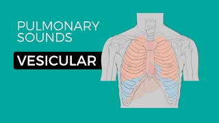 01  Normal Lung Sounds  Vesicular breath sounds [upl. by Anna32]