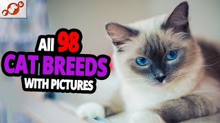 🐈 All Cat Breeds AZ With Pictures all 98 breeds in the world [upl. by Coe235]