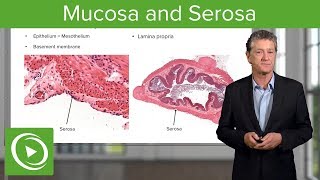 Mucosa and Serosa – Histology  Lecturio [upl. by Einnalem]