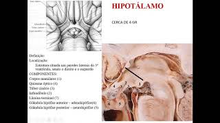 VÍDEO AULA DE HIPOTÁLAMO PARTE 1 DEFINIÇÃO LOCALIZAÇÃO ESTRUTURAS E FUNÇÕES [upl. by Autum657]