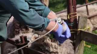 Correct drenching technique  sheep worming [upl. by Chang]