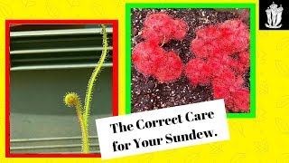 Sundew Care  How to Care for a Sundew [upl. by Nicola]