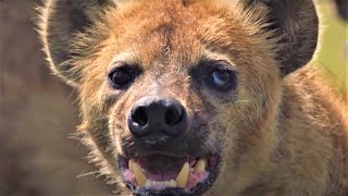 HairRaising Hyena Moments  BBC Earth [upl. by Raimund]