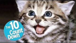 Top 10 Domesticated Cat Breeds [upl. by Sugden]