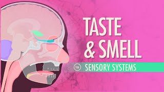 Taste amp Smell Crash Course Anatomy amp Physiology 16 [upl. by Eruza310]