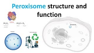 Peroxisomes Structure and function [upl. by Nirik]