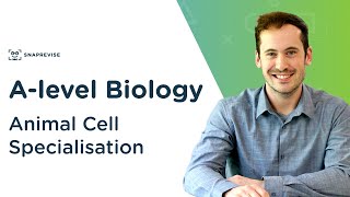 Animal Cell Specialisation  Alevel Biology  OCR AQA Edexcel [upl. by Ahsaele]