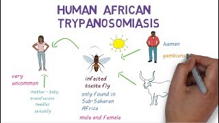 Sleeping Sickness  an introduction to African Trypanosomiasis [upl. by Porty]