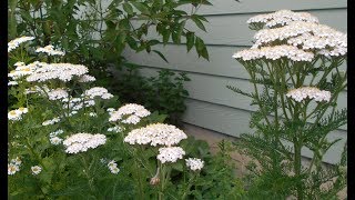 Yarrow Benefits and Uses [upl. by Bray]