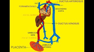 FETAL CIRCULATION [upl. by Animehliw]