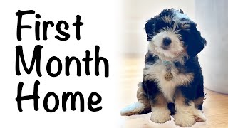 Bernedoodle puppy first month home 812 weeks [upl. by Anne-Marie181]