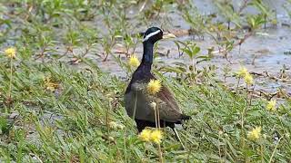 BronzeWinged Jacana Part 2 [upl. by Kafka]