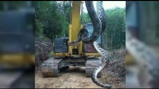 Anaconda  Giant snake found in Brazil  Cobra de 10 metros encontrada no Pará [upl. by Jaquelyn304]