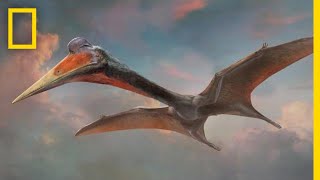 Pterosaurs 101  National Geographic [upl. by Anovahs]