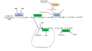 Pyrimidine Synthesis and Salvage Pathway [upl. by Uase]