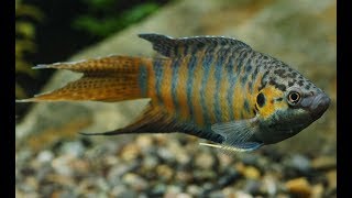 Macropodus opercularis Paradise Fish Макропод обыкновенный [upl. by Karel]