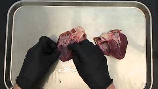 Pig Heart Dissection [upl. by Alessig]