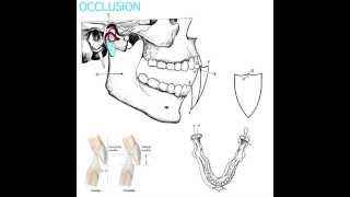 Occlusion Part 1 [upl. by Dasya510]