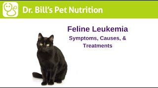 Feline Leukemia  Symptoms Causes amp Treatments  Dr Bills Pet Nutrition  The Vet Is In [upl. by Anilegnave]