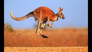 Kangaroo  Australian Kangaroos Documentary Kangaroo Life [upl. by Avrenim]