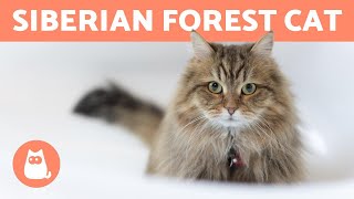 SIBERIAN CAT  Characteristics Care and Health [upl. by Bush941]