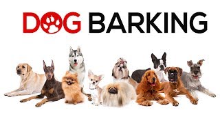 Dogs Barking Sounds To Make Your Dog REACT  34 Breeds Including Yours [upl. by Ashleigh]