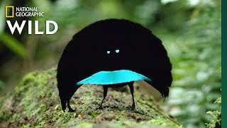 Rare Footage of New Bird of Paradise Species Shows Odd Courtship Dance  Nat Geo Wild [upl. by Coyle419]