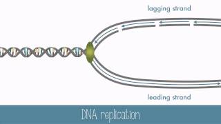 DNA Replication [upl. by Vincent107]