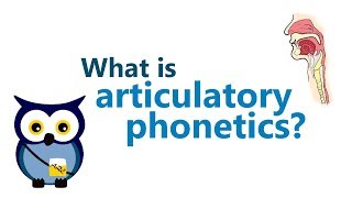 Articulatory Phonetics 1  REUPLOAD IN HD [upl. by Auhsoj]